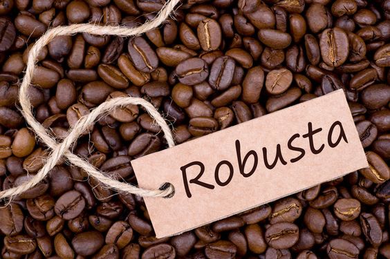 Cà phê nhân Robusta natural