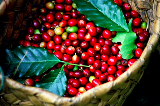 Cà phê Robusta tươi